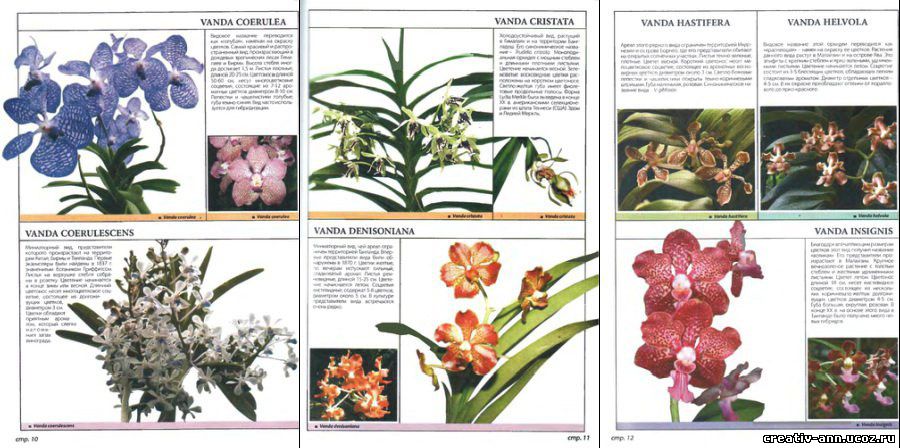 Книги о орхидеях скачать